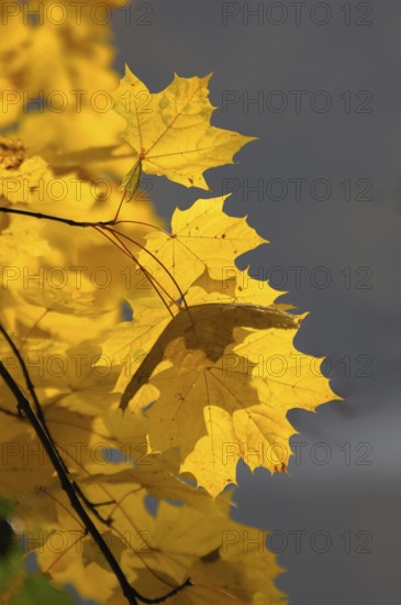 Colourful maple leaves in autumn, maple branch, near Maulbronn