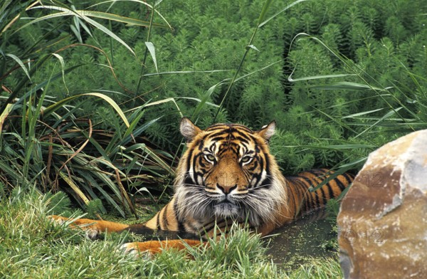 Sumatran Tiger (panthera tigris sumatrae), Adult standing in Water