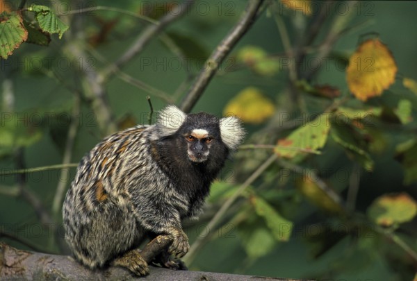 Common Marmoset (callithrix jacchus), Adult standing on Branch