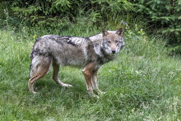 Grey gray wolf (Canis lupus) roaming through the meadow, Wildpark Mautern, Styria, Austria, Europe