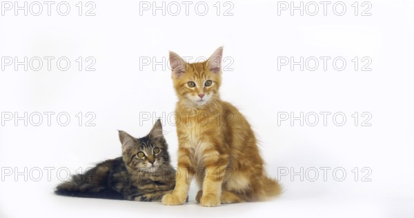 Brown Tortie Blotched Tabby and Cream Blotched Tabby Maine Coon Domestic Cat, Kittens against White