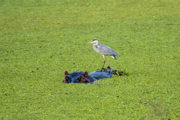 Grey heron (Ardea cinerea), hippo (Hippopotamus amphibius), water cabbage (Pistia stratiotes),