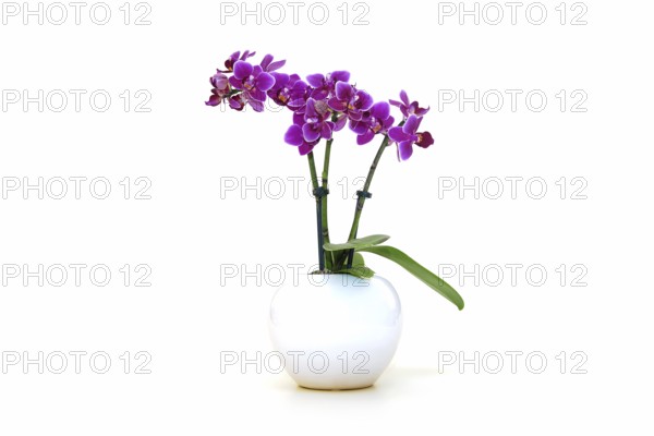 Orchid (Orchidaceae Phalaenopsis)