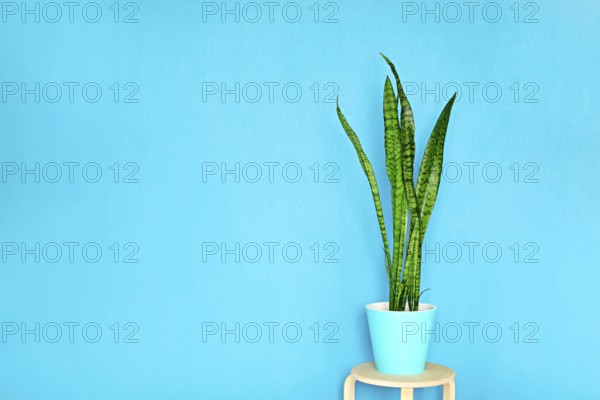 Sansevieria plant or Snake plant in pot home and garden concept, Sansevieria trifasciata,
