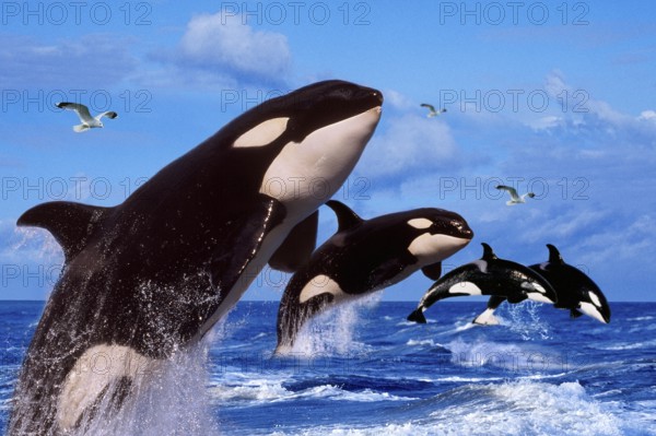 Killer whales (Orcinus orca)