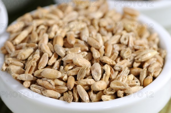 Cooked wheat (Triticus fructus levis), Fu Xiao Mai