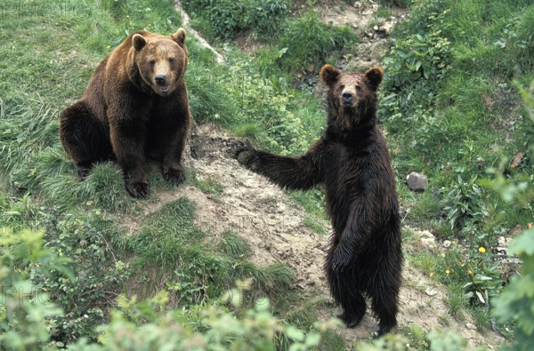 BROWN BEAR (ursus arctos), PAIR SITTING AND STANDING ON HIND LEGS