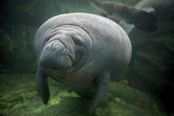 Caribbean Manatee (trichechus manatus) or West-Indian Manatee or Sea Cow, Adult