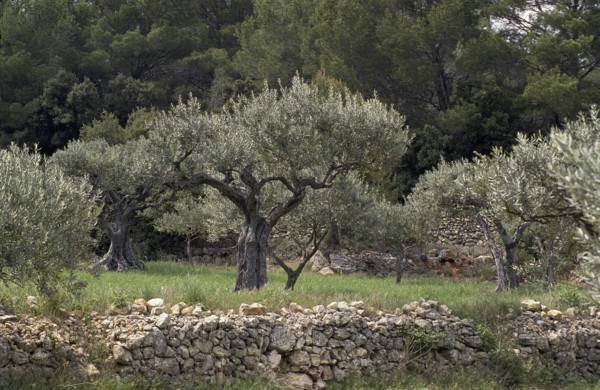 Olive Trees, olea europaea, Culture in South East of France