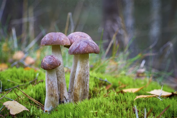 Birch boletes (Leccinum scabrum) in the forest in autumn