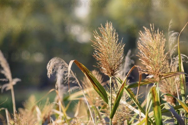 (Phragmites australis) flower close to the lake in autumn