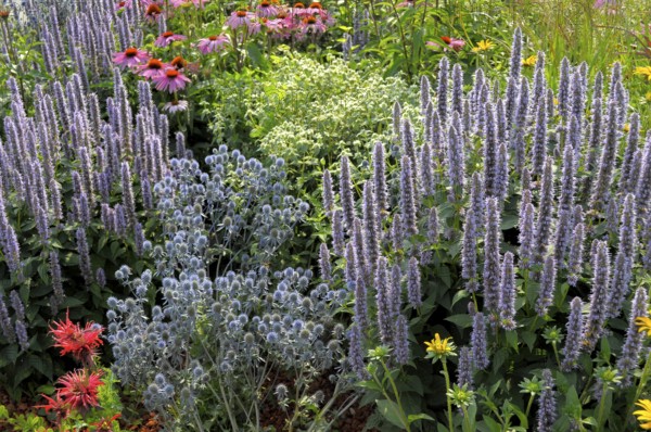 Perennial flowers in the garden, purple cone flower (Echinacea purpurea)
