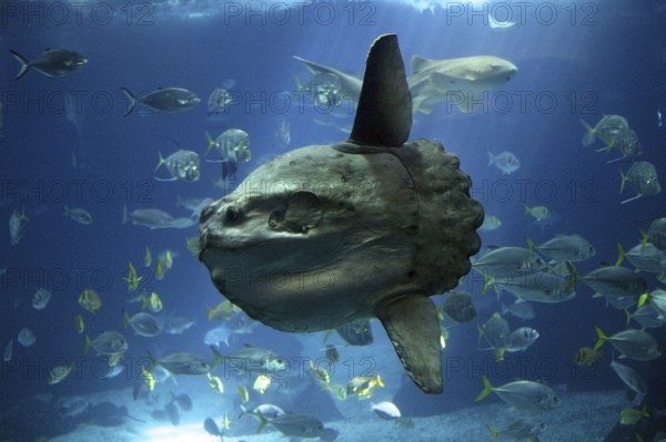 Sunfish (mola mola), Adult
