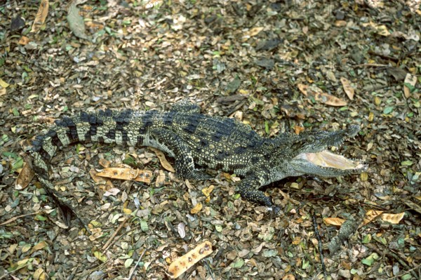 Siamese crocodile (Crocodylus siamensis) Critically endangered, captive, The Madras Crocodile Bank