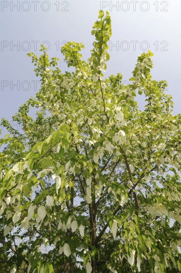 Dove tree (Davidia involucrata var.vilmoriniana), dove tree, Tupelo family (Nyssaceae)
