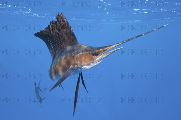 Atlantic Sailfish, Isla Mujeres, Yucatan Peninsula, Mexico (Istiophorus albicans), Spearfish,