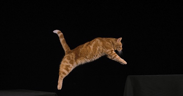 Red Tabby Domestic Cat, Adult Leaping against Black Background