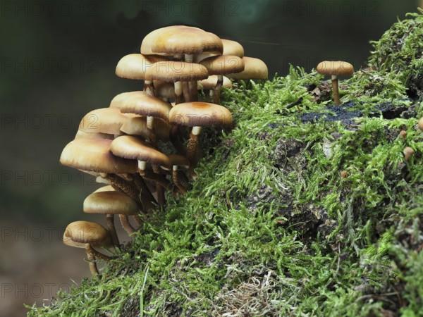 Horseshoe sponge, Kühneromyces mutabilis