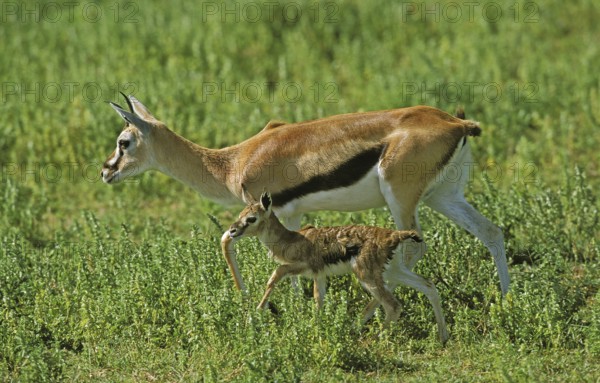 THOMSON'S GAZELLE (gazella) thomsoni, FEMALE WITH ITS NEW BORN CALF, KENYA