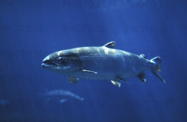 Atlantic salmon (salmo salar), Atlantic salmon, Other animals, Fish, Salmon, Animals, Salmonids,