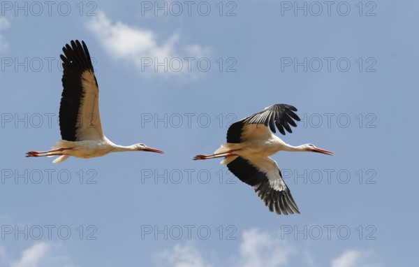 White stork (ciconia ciconia), adult in flight