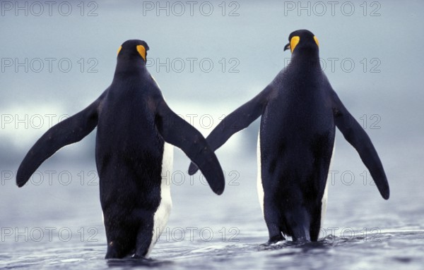 King Penguin (aptenodytes) patagonica, Adults walking on Beach, Colony in Salisbury Plain, South