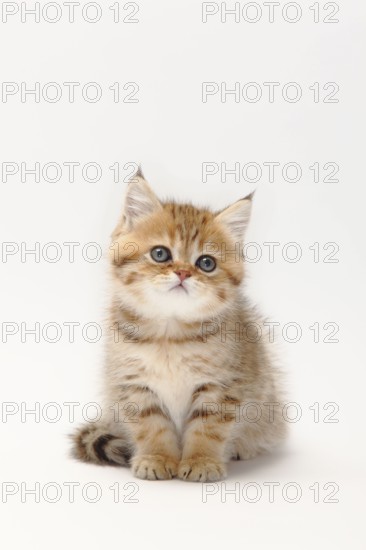 British shorthair cat, kitten, black-golden-shaded, 8 weeks, BKH