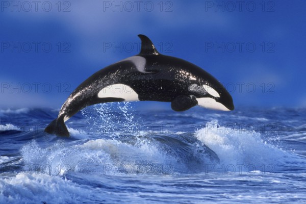 Orca (Orcinus orca), Schwertwal, Orka, [animals, aussen, outdoor, adult, seitlich, side, Bewegung,