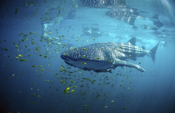 Whale shark, Rhincodon thypus, Mexico, Lake Cortez, Lower California, La Paz, Central America