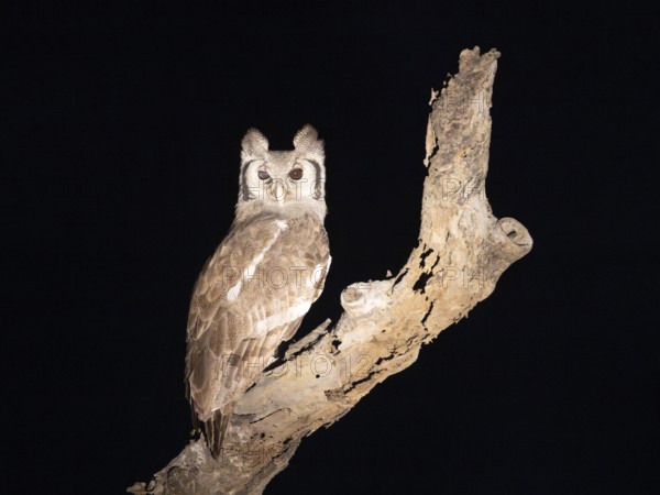 Milk eagle owl (Ketupa lactea) sitting on a tree, night shot, Balule Plains, South Africa, Africa