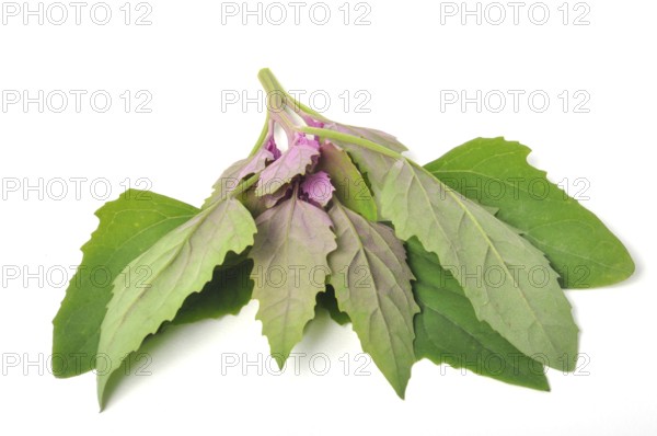 Atriplex hortensis, Chenopod on a white background