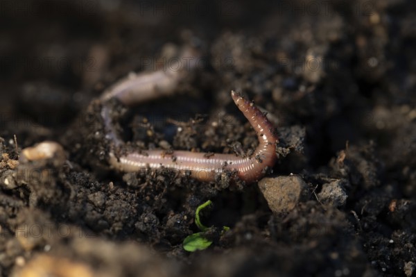 Earthworm (Lumbricidae), on soil, Velbert, North Rhine-Westphalia, Germany, Europe