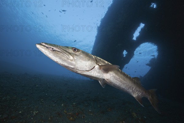 Great barracuda at Liberty Wreck, Tulamben, Bali, Indonesia, Asia