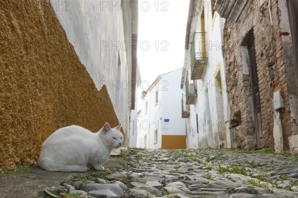 White street stray abandoned cat on stone road of a historic village with white buildings in