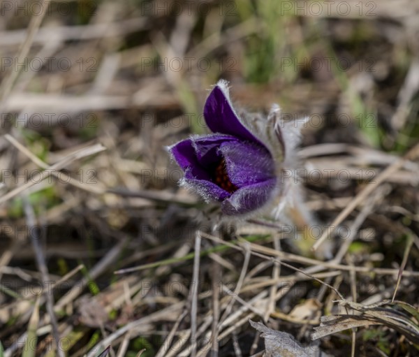 Pasque flower Pulsatilla vulgaris in the Swabian Alb