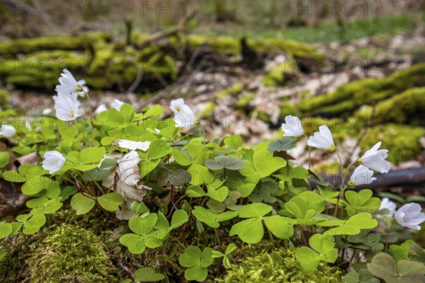Flowering wood sorrel Harz Selketal