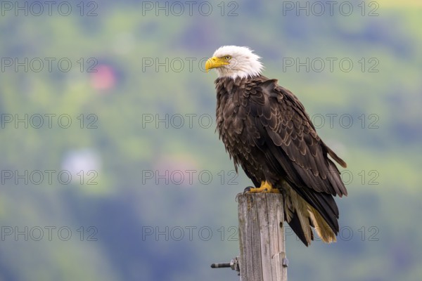 A bald eagle, Haliaeetus leucocephalus, perched on a post in front of a slightly blurred green