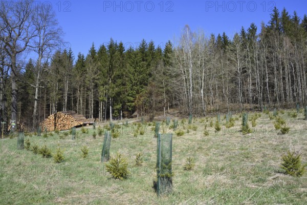 Reforestation in a forest in saxon. Reforestation in Upper Lusatia