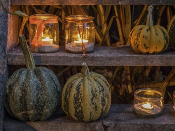 Various pumpkins and candles in jars on a wooden shelf as a cosy Halloween decoration at night,
