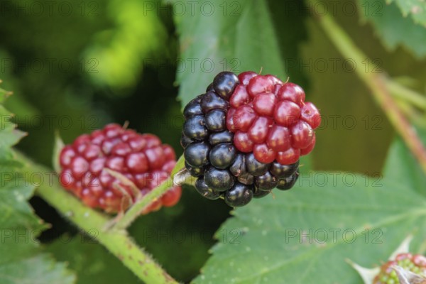 Photo of unripe red and some black blackberries in front of green foliage, Borken, North