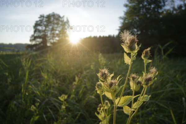 Sunset in Bernauer moss, moor landscape, Bernau am Chiemsee, Bernau, summer, August, Chiemgau,