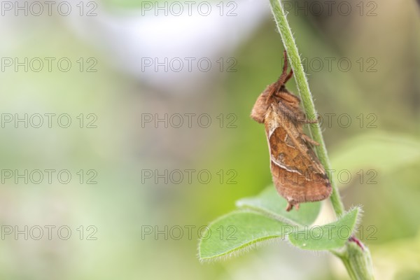 Orange swift (Triodia sylvina), moth sitting on a branch, Essen, North Rhine-Westphalia, Germany,