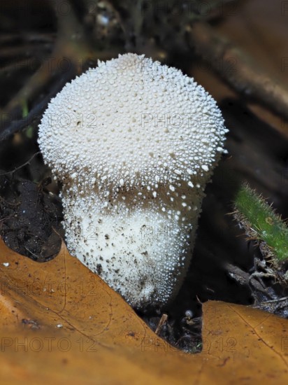 Bottle mushroom (Lycoperdon perlatum), blurred background, North Rhine-Westphalia, Germany, Europe
