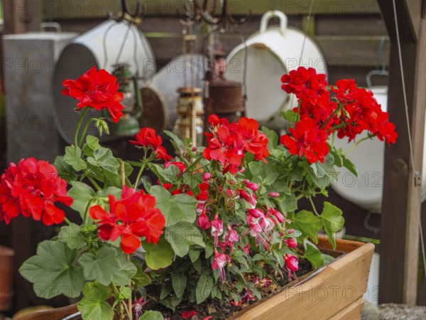 Red geraniums in a wooden flower pot in the garden, surrounded by green leaves and other garden