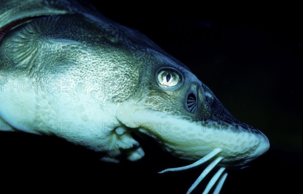 Waxdick, Russian sturgeon, sturgeon, Acipenser gueldenstaedti, Acipenser güldenstaedti, Romania,