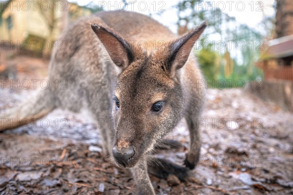 Portrait of a Bennet's kangaroo (Macropus rufogriseus), Eisenberg, Thuringia, Germany, Europe