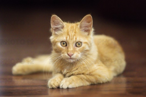 Portrait of lying playful ginger cat kitten on the floor, indoors