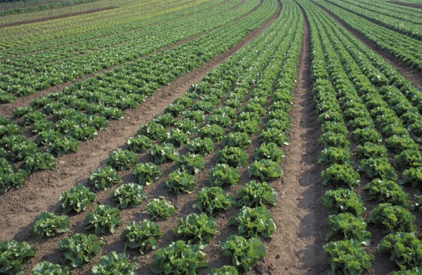 Growing salads in the open fields
