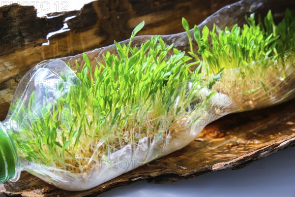 Young green plants in plastic bottle on tree bark. Ecology and Environmental conversation. Earth