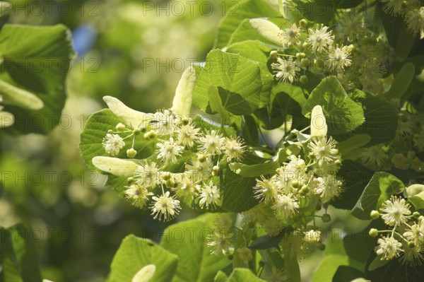 Close-up view of linden tree branch adorned with small yellow flowers and surrounded by large green